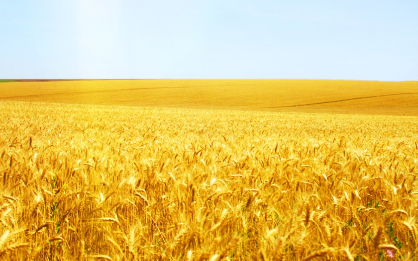 wheat-field-21